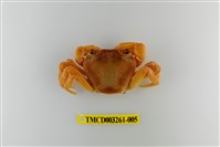 藏品(拉氏清溪蟹)的圖片